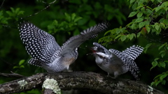 ひな祭り　兄弟喧嘩　その１５
