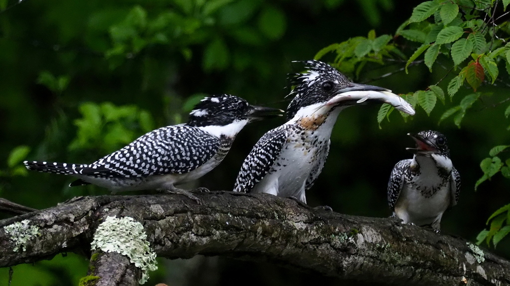 ひな祭り　兄弟喧嘩　その４