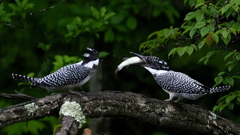 ひな祭り　兄弟喧嘩　その９