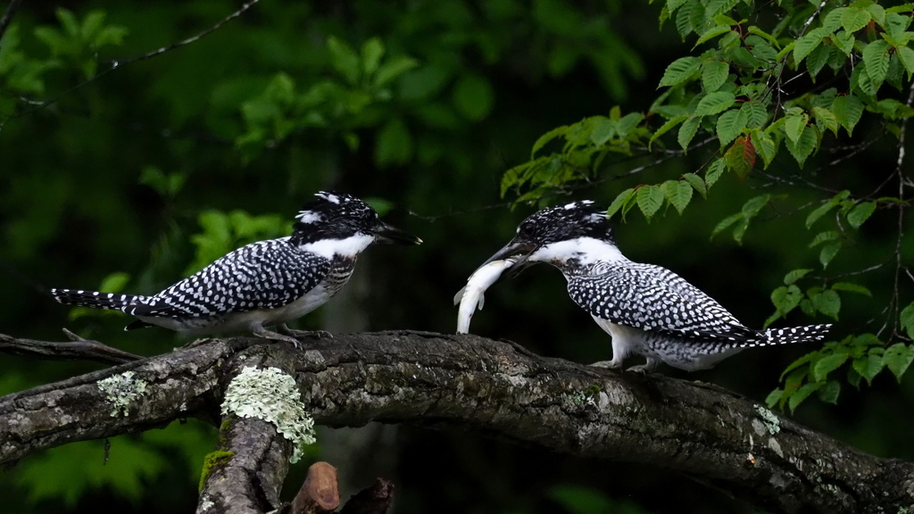 ひな祭り　兄弟喧嘩　その８