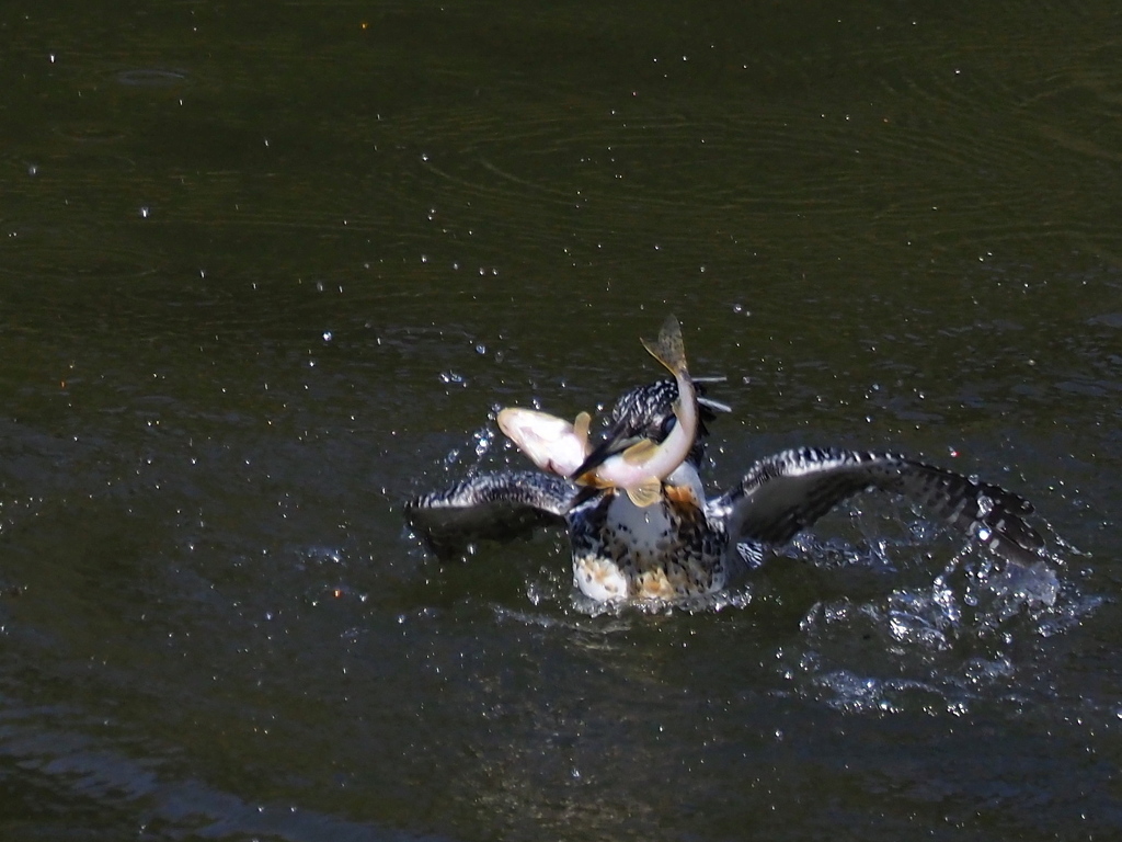 正面ライズ　　お魚付き　　　その２