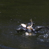 正面ライズ　　お魚付き　　　その２