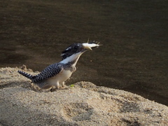 ガリガリ君お魚窃盗未遂事件(^^♪その４