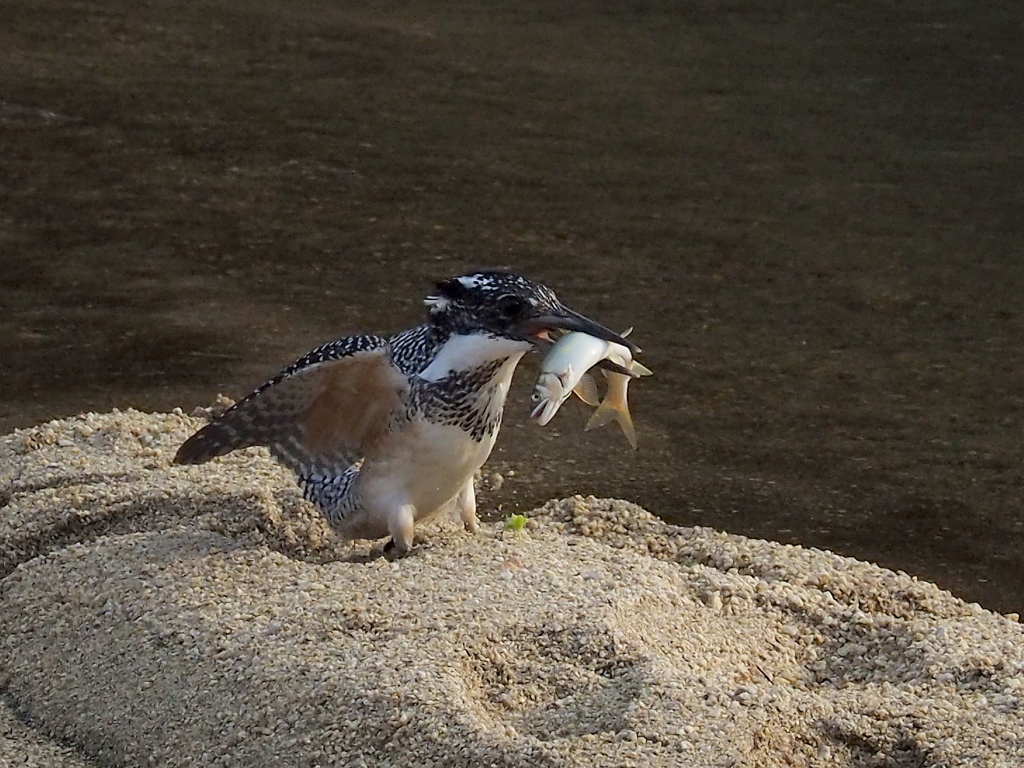 ガリガリ君お魚窃盗未遂事件(^^♪その３