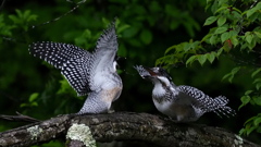 ひな祭り　兄弟喧嘩　その１６