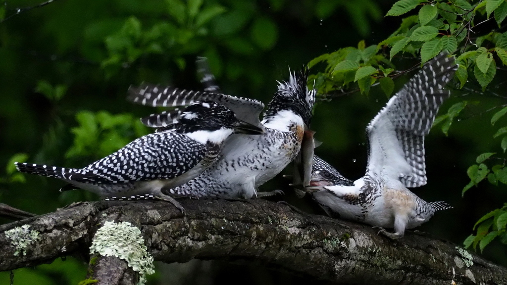 ひな祭り　兄弟喧嘩　その５