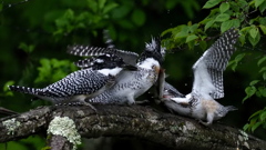 ひな祭り　兄弟喧嘩　その５