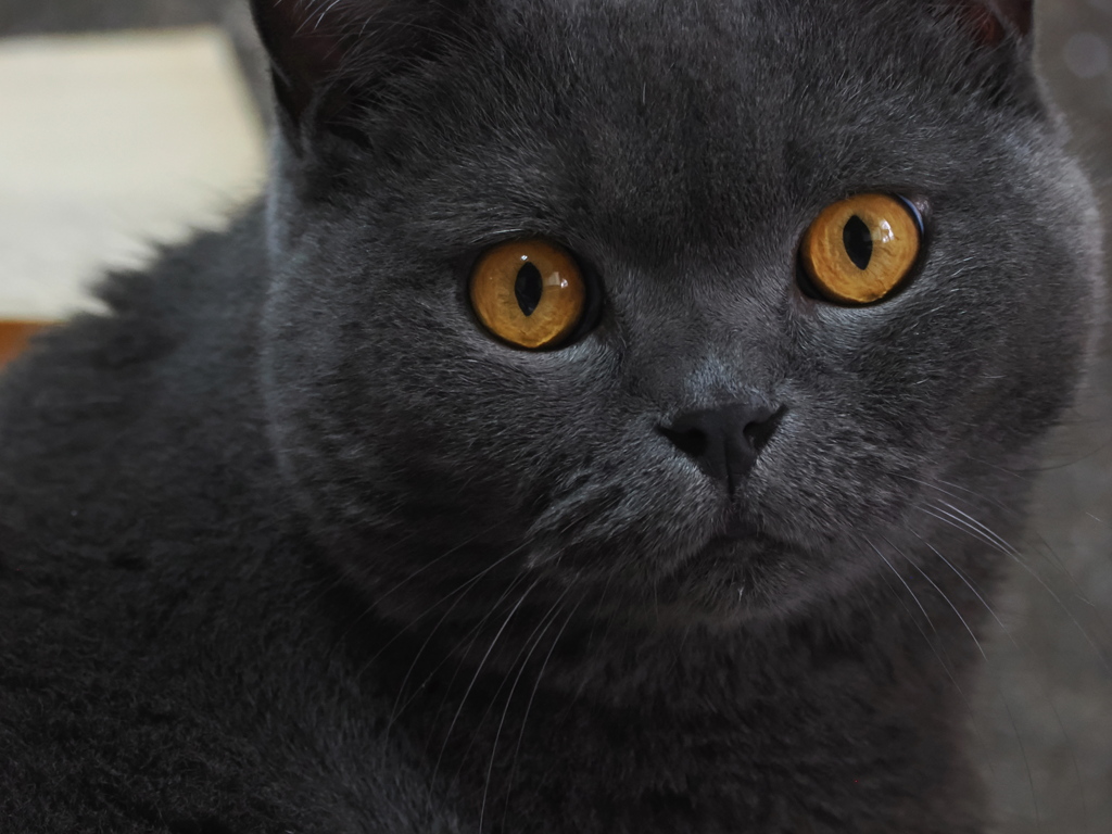 クマさん立てこもり注意！