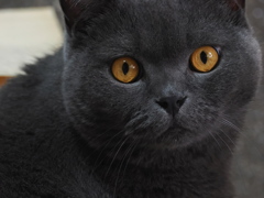 クマさん立てこもり注意！