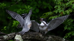 ひな祭り　兄弟喧嘩　その１８
