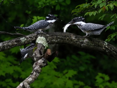 ひな祭り　兄弟喧嘩　その７
