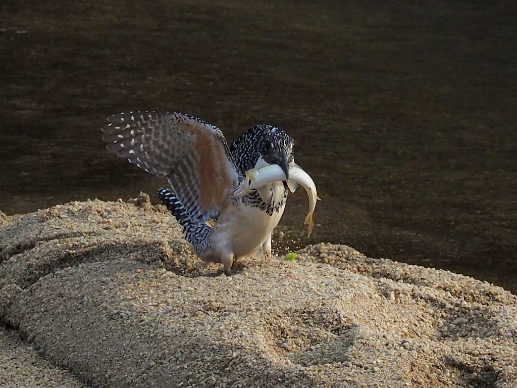ガリガリ君お魚窃盗未遂事件(^^♪その２