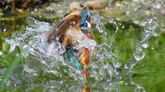 氷像カワセミ①　　　ボーグにて