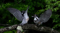 ひな祭り　兄弟喧嘩　その２０