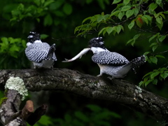 ひな祭り　兄弟喧嘩　その１０