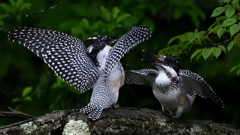 ひな祭り　兄弟喧嘩　その１９