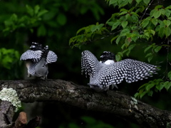 ひな祭り　兄弟喧嘩　その１１