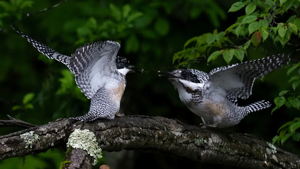ひな祭り　兄弟喧嘩　その１２