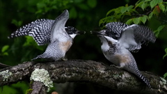 ひな祭り　兄弟喧嘩　その１３