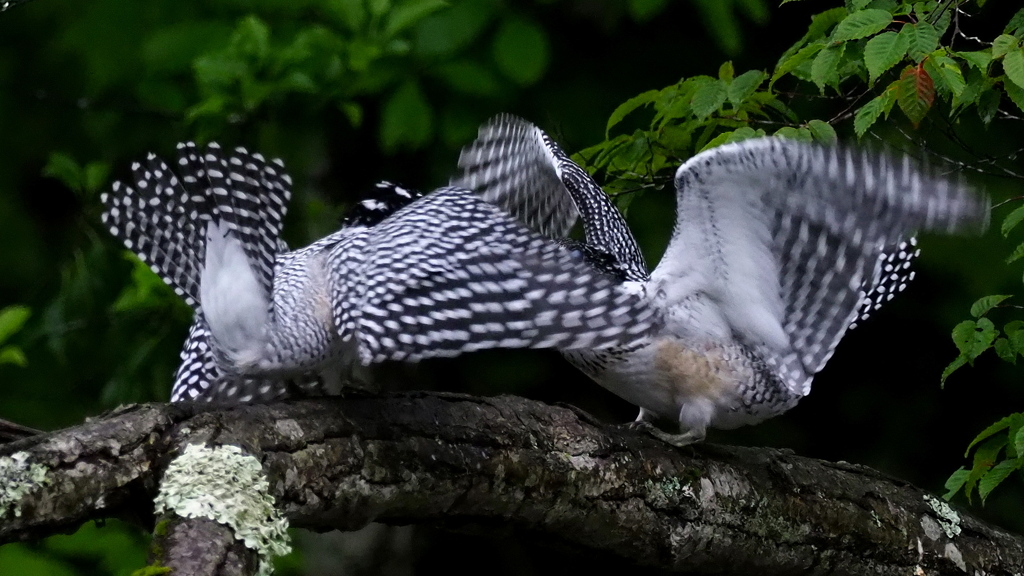ひな祭り　兄弟喧嘩　その１４