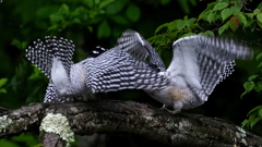 ひな祭り　兄弟喧嘩　その１４