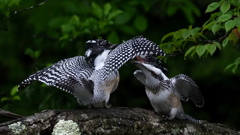 ひな祭り　兄弟喧嘩　その２１