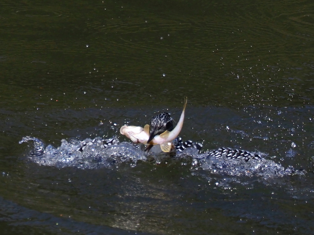 正面ライズ　　お魚付き　　　その３