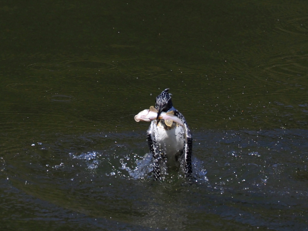 正面ライズ　お魚付き　　　その4