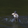 正面ライズ　お魚付き　　　その4