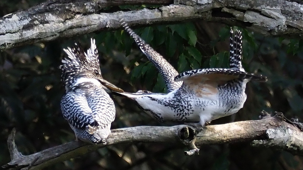 フォーエバー　ロマンス　　　その１５