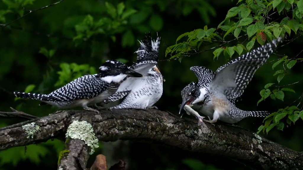 ひな祭り　兄弟喧嘩　その６