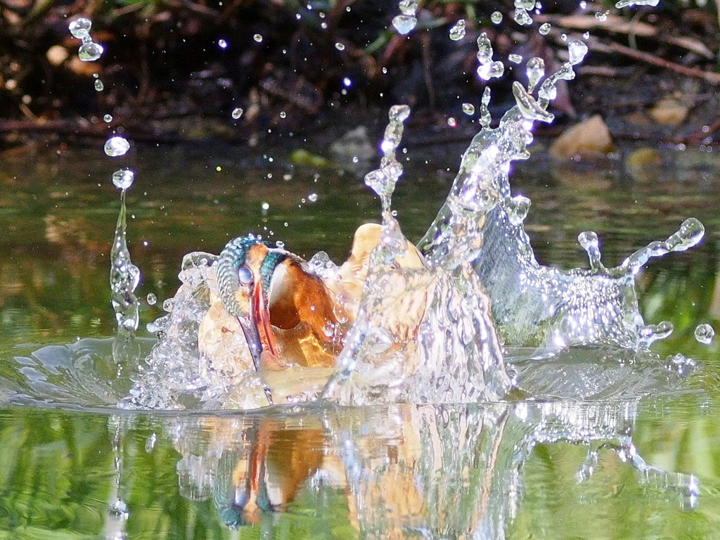 氷像カワセミ②　　ボーグにて
