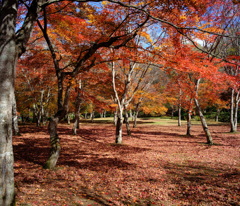 福原山荘の紅葉②