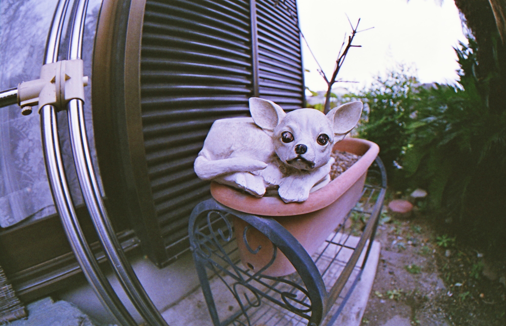 I’m a dog person（笑