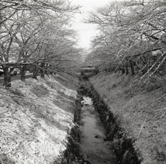 雪の桜並木