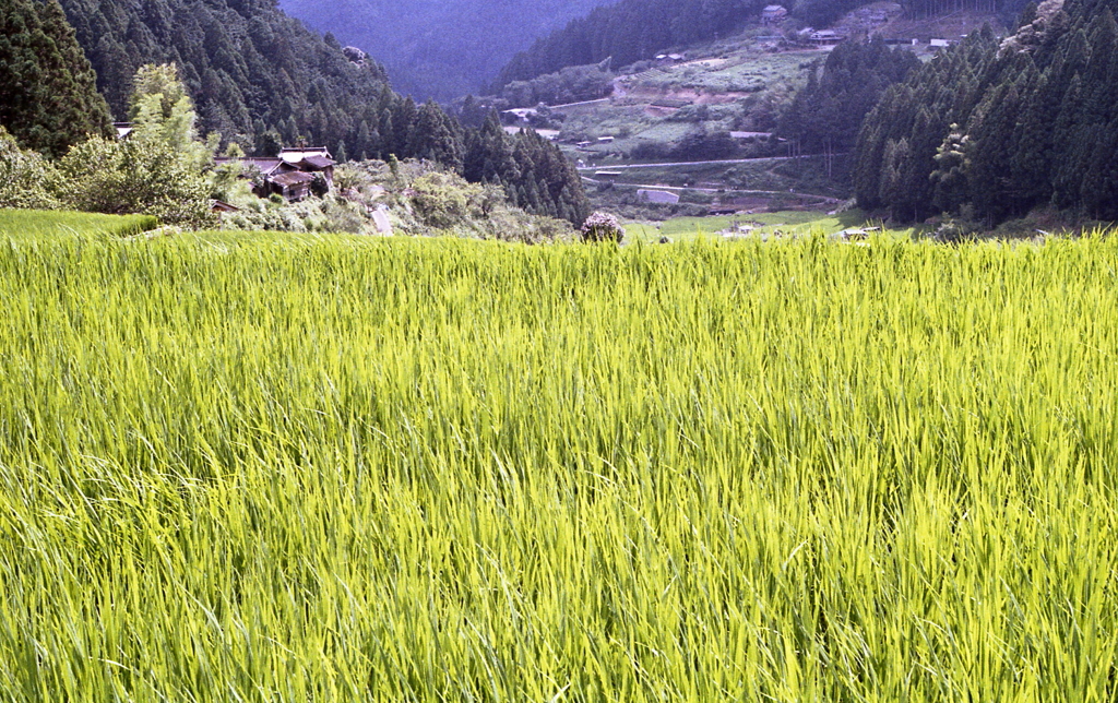 輝く稲穂　～新城・四谷千枚田