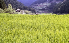 輝く稲穂　～新城・四谷千枚田