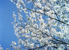 PEN EEで王子の桜Ⅲ