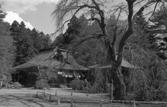 「砂ずり枝垂れ桜」