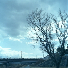 冬枯れの散歩道