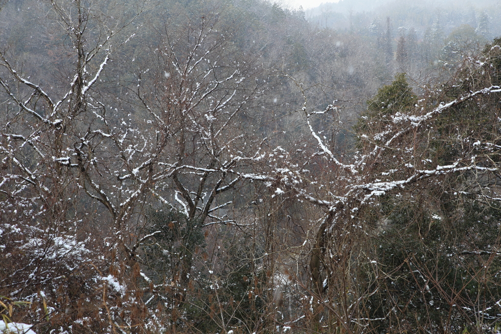 枝々を表すように雪つもり