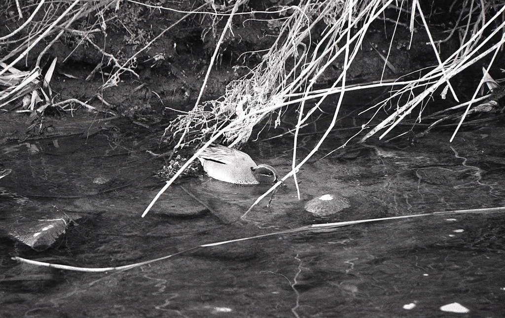 マリ散歩の途中で…Ⅱ