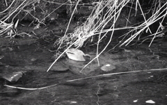 マリ散歩の途中で…Ⅱ