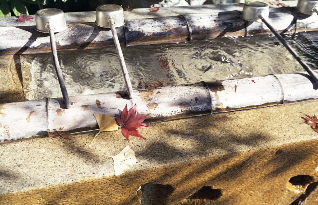 水盤の紅葉
