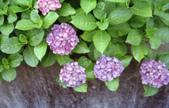 我が家の紫陽花