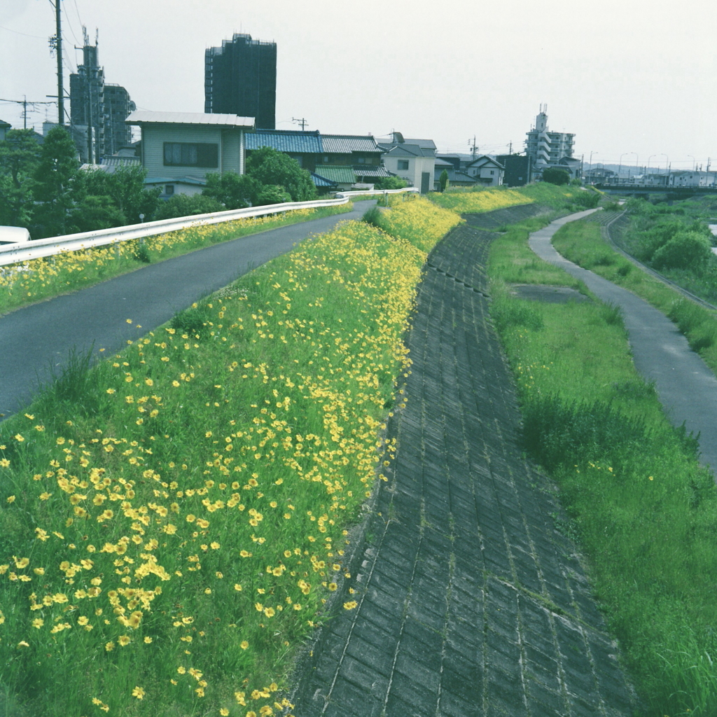 綺麗に群生するオオキンケイギク