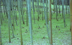 竹林の世界