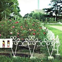 赤い薔薇園