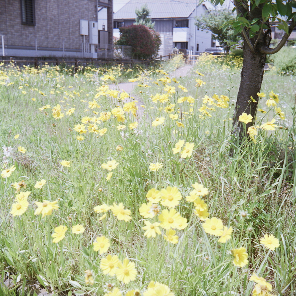 オオキンケイギクの季節