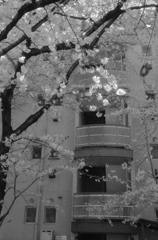 モノクロームな王子の桜 by HI-MATIC EⅢ